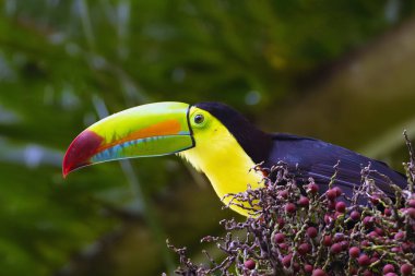 Keel gagalı tukan (Ramphastos sulfuratus), ayrıca sülfür-göğüslü, omurga veya gökkuşağı gagalı tukan olarak da bilinir..