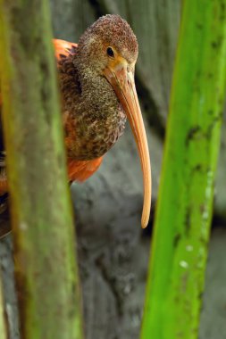 Kızıl aynak, bazen kırmızı aynak (Eudocimus ruber) olarak adlandırılır, su bitkisindeki genç bir kuşun portresi..