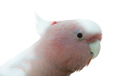 Pembe kakadu (Cacatua Leadbeateri), Binbaşı Mitchell 'in kakadusu ya da Leadbeater papağanı olarak da bilinir..