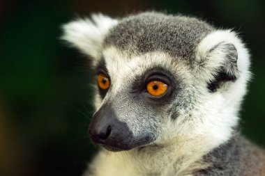 Halka kuyruklu lemur (Lemur catta), portre.
