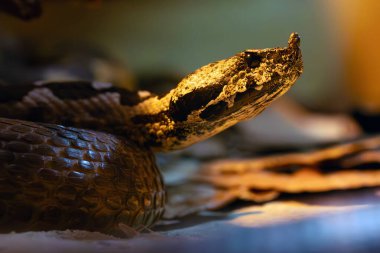 Vipera ammoditleri, genellikle boynuzlu engerek olarak bilinir, uzun burunlu veya burunlu engerek, portre.