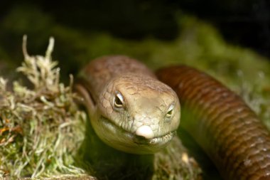 Sheltopusik (Pseudopus apodus), yaygın olarak Pallas 'ın cam kertenkelesi, Avrupalı bacaksız kertenkele, büyük beyaz bir kertenkelenin portresi..