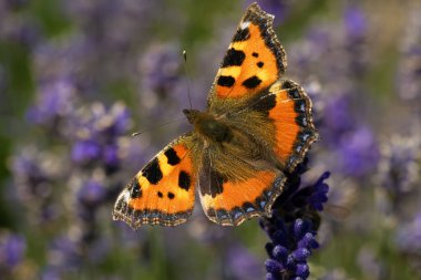 Küçük kaplumbağa kabuğu (Aglais urticae) lavanta dalının üzerinde oturuyor. Avrupa 'nın renkli kelebeği.