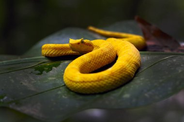 Bothriechis schlegelii, yaygın olarak dağlık kirpik-pitenger olarak bilinir veya Schlegel 'in kirpik-pitengereği yağmur ormanının ortasında bir yaprağın üzerinde dili dışarı çıkmış olarak yatar..