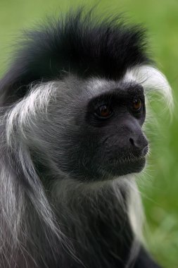 Angola Kolobusu (Colobus Angolensis), Angola siyah-beyaz veya Angola Colobusu, yetişkin portresi.