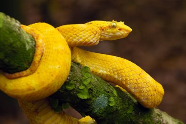 Bothriechis schlegelii, yaygın olarak dağlık kirpik-pitengerek olarak bilinir veya Schlegel 'in kirpik-pitengi yağmur ormanlarının ortasında bir yaprağın üzerinde yatar..