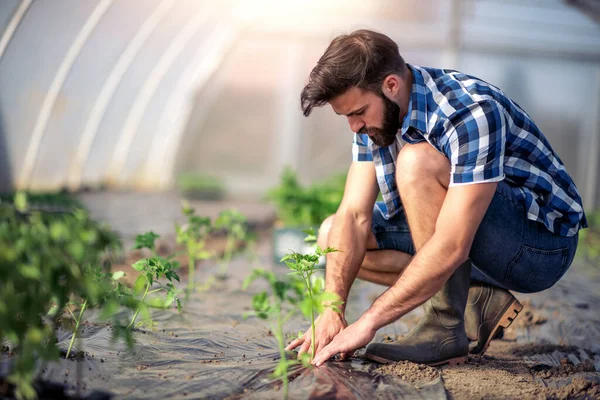 Homem Plantando Uma Planta Cultivada Sementes Tomate Jardim Tomate Crescendo — Fotografia de Stock
