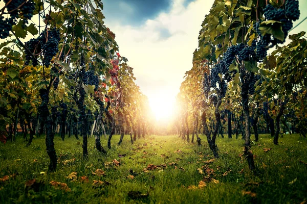 Vineyards at sunset in autumn harvest.Ripe grapes in a vineyard.