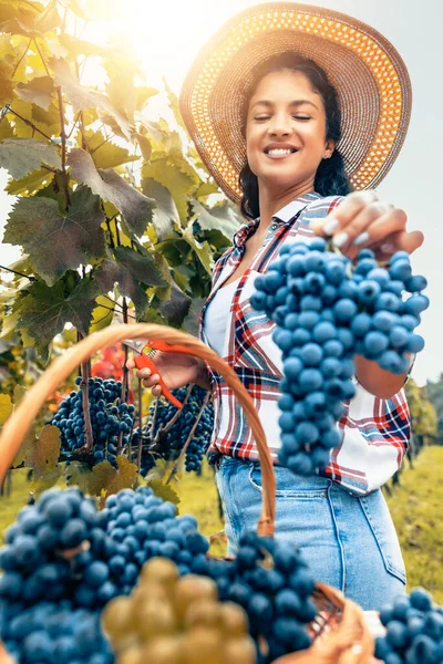 Young woman harvesting in vineyards.Woman inspecting grapes in vineyard.