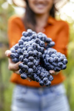 Close up of woman showing bunches of grapes during farm tour.