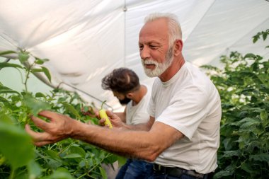 Baba oğul seradaki biber hasadını kontrol edin. İnsanlar, çiftçilik, bahçıvanlık ve tarım kavramı..
