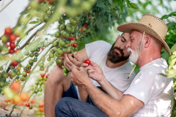 Πατέρας Και Γιος Ελέγχουν Συγκομιδή Της Ντομάτας Στο Πράσινο Άνθρωποι — Φωτογραφία Αρχείου