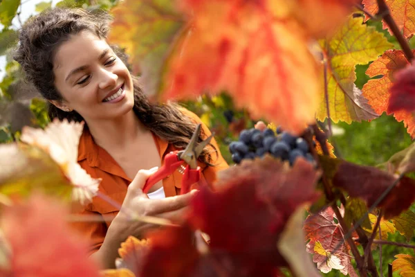 Young Woman Working Vineyard Cutting Grapes — Stock Photo, Image