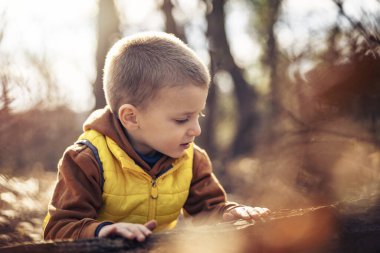 Küçük çocuk sonbahar günü ormanda oynar. Çocuklu bir aile için yürüyüş..