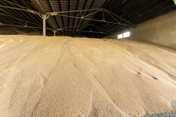 stock image Large warehouse for grain storage. Pile of heaps of wheat grains at mill storage