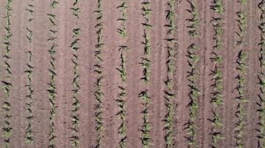 Genç mısırların ve tarım bitkilerinin yukarıdan görünüşü. Taze mısır tarlası. Çiftlik mısır tarlasının üst görüntüsü. Tarım kavramı.