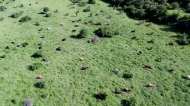 Otlakta otlayan ineklerin hava manzarası. 