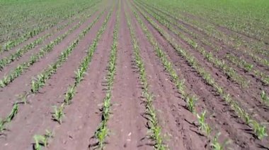 Genç mısırlı hava manzarası, tarım bitkisi tarlası. Taze mısır tarlası. Çiftlik mısır tarlasının üst görüntüsü. Tarım kavramı.