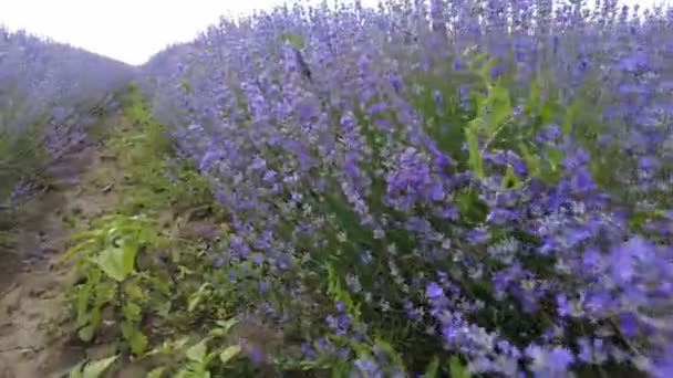 Lavanta Tarlasında Yürüyorum Kamera Güzel Açan Lavanta Çiçeklerinde Hareket Ediyor — Stok video