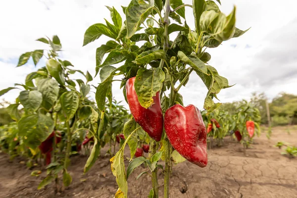 Κόκκινες Πιπεριές Βιολογικής Καλλιέργειας Στον Κήπο — Φωτογραφία Αρχείου