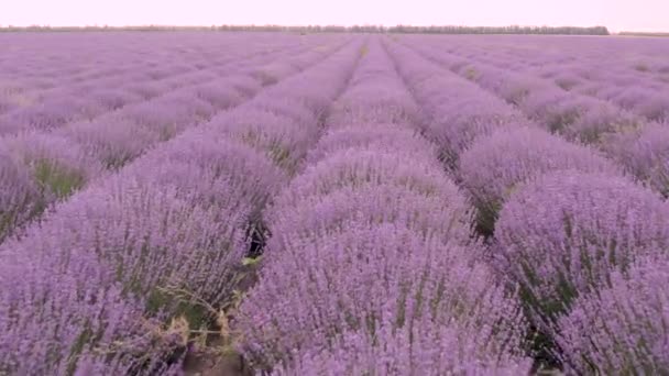 Campo Lavanda Flores Púrpuras Hermosa Agricultura Campo Lavanda — Vídeos de Stock