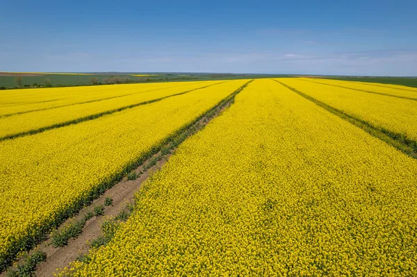 Aerial view of yellow canola field. Cultivated rapeseed canola plantation field