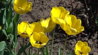 Beautiful tulips in the garden. Spring concept. Slow motion.