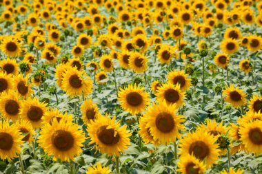 Ayçiçeği tarlası arka planı. Tarım geçmişi