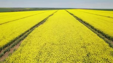 Sarı kanola tarlasının havadan görünüşü. Kolza tarlası ekili kanola tarlası