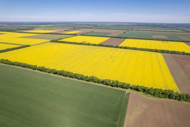 Çeşitli tarım türlerine sahip alanların havadan görünüşü. Güzel sarı yakut tarlaları. 