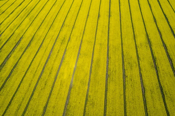 黄色の菜の花畑の空中ビュー 栽培品種菜の花畑 — ストック写真