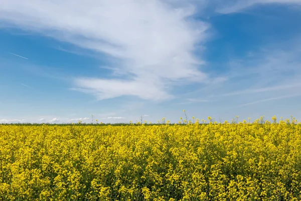 Spring Landscape Rapeseed Flowers Field Blue Sky Rapeseed Oil Bio — Stock Photo, Image