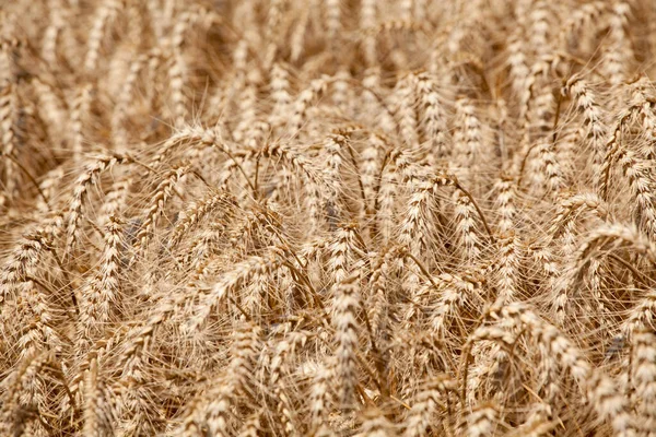 収穫の準備ができている黄色の穀物 — ストック写真