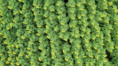 erial view of sunflower field. Agriculture. Aerial view of sunflowers
