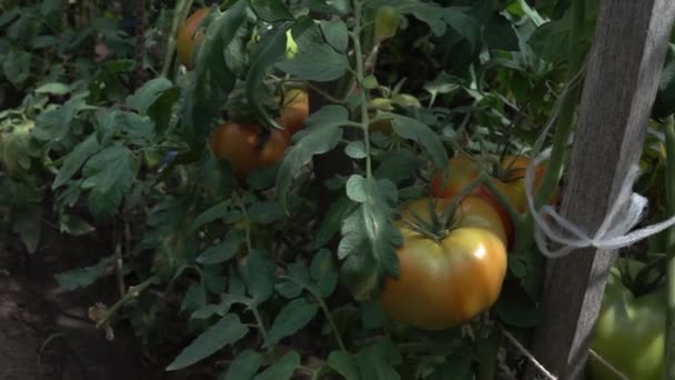 Pomodori Biologici Nel Cortile Giardino Prodotto Biologico — Video Stock