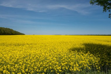 Mavi gökyüzüne karşı kolza tohumu çiçeklerinden oluşan bahar manzarası. Kolza yağı ve biyolojik yakıt..