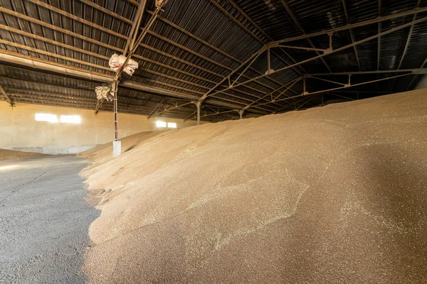 stock image Large warehouse for grain storage. Pile of heaps of wheat grains at mill storage