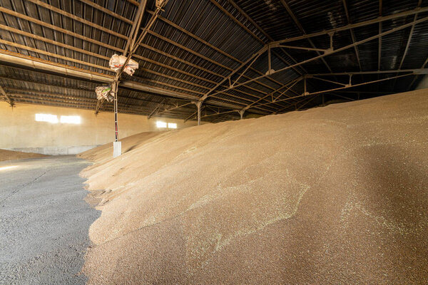 Large warehouse for grain storage. Pile of heaps of wheat grains at mill storage