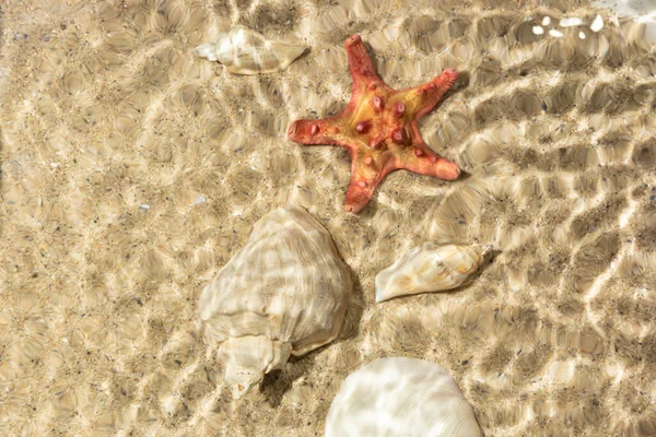 Starfish Rapani Seashell Rippled Water Summer Background Summer Time — Stock Photo, Image
