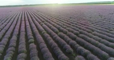 Mor Lavanta Tarlası Çiçekleri Güzel Tarım. Lavanta tarlası