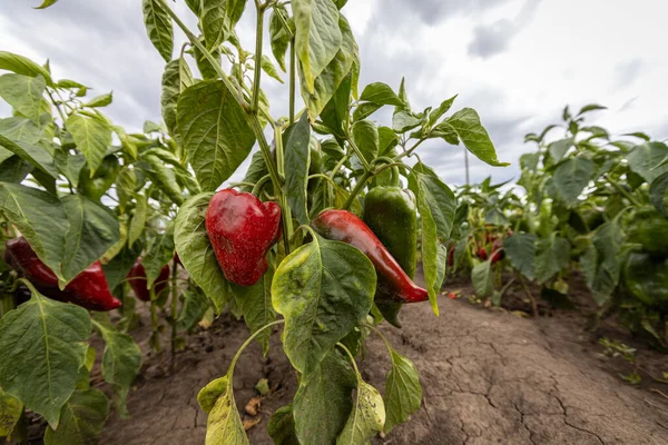 Red Organic Peppers Growing Garden — Stock Photo, Image