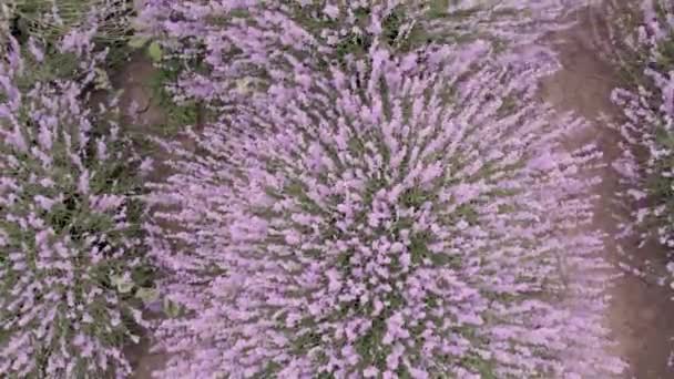 Κλείσε Τους Θάμνους Λεβάντας Άνθη Της Λαβάντουλας — Αρχείο Βίντεο