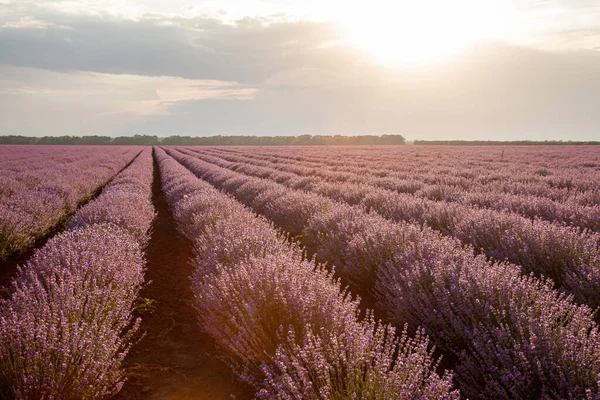 stock image Beautiful view with a beautiful lavender field on sunset.