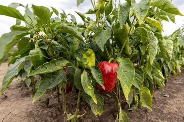 Červené Organické Papriky Rostoucí Zahradě — Stock fotografie