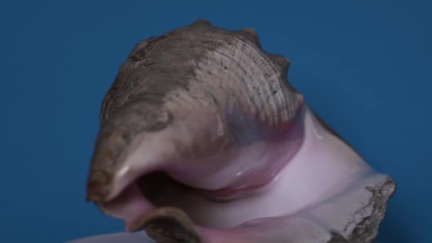 Velká Mořská Mušle Lastura Rotující — Stock video