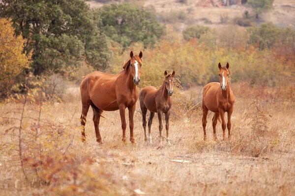 野生の馬の家族 野生生物 — ストック写真