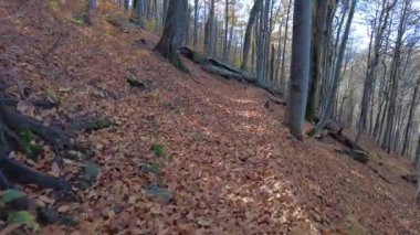 Sonbahar ormanında kırmızı ve turuncu ile yürü. Sonbaharda güzel altın ormanlarda bir patikayı takip ederek