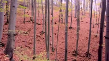 Kırmızı ve turuncu sonbahar ormanı. Sonbaharda güzel altın orman