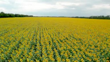 erial view of sunflower field. Agriculture. Aerial view of sunflowers