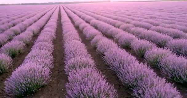 Champ Lavande Fleurs Violettes Belle Agriculture Champ Lavande — Video